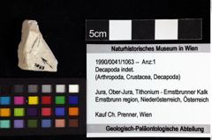 Foto (Objket + Etiketten) von Decapoda indet. 